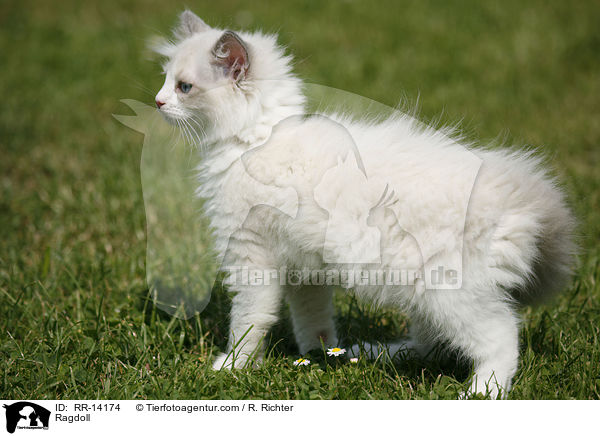 Ragdoll / RR-14174