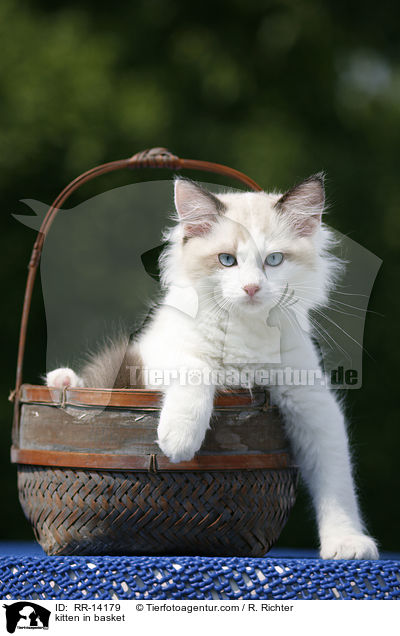kitten in basket / RR-14179