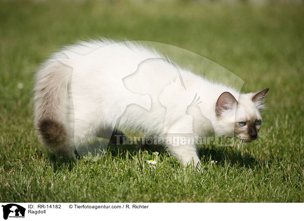 Ragdoll / RR-14182