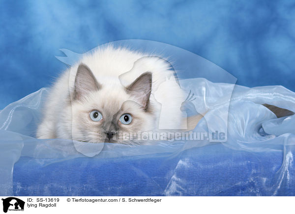 liegende Ragdoll / lying Ragdoll / SS-13619
