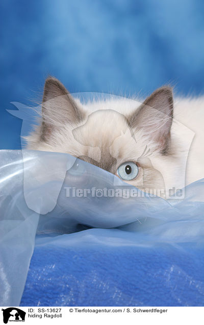 Ragdoll versteckt sich / hiding Ragdoll / SS-13627