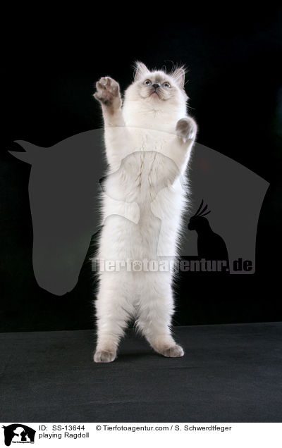 spielende Ragdoll / playing Ragdoll / SS-13644
