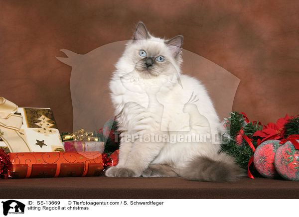 sitzende Ragdoll / sitting Ragdoll at christmas / SS-13669