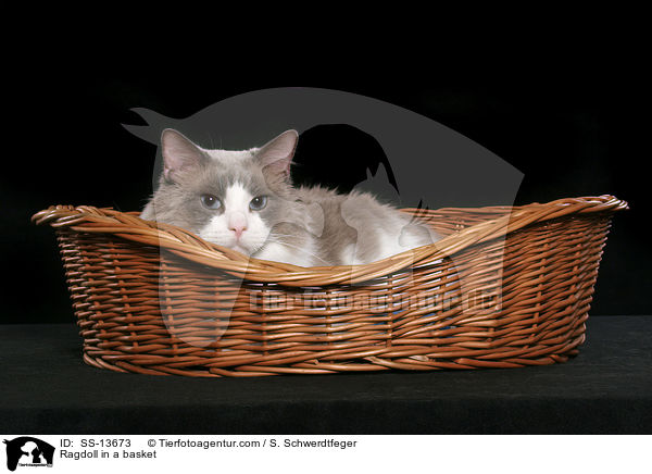 Ragdoll im Krbchen / Ragdoll in a basket / SS-13673