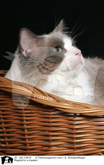 Ragdoll im Krbchen / Ragdoll in a basket / SS-13674