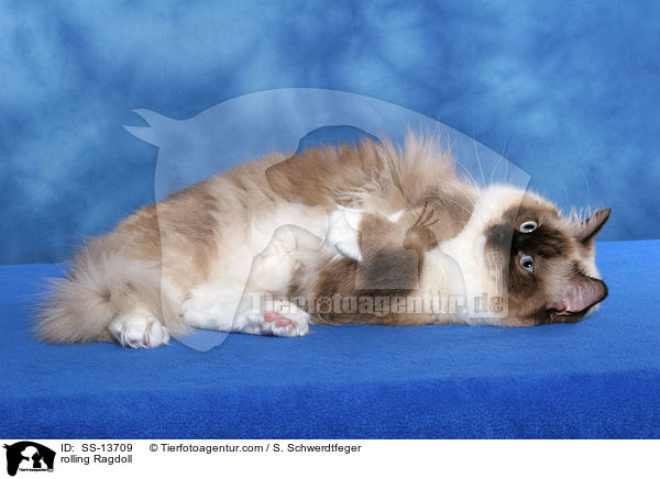 Ragdoll wlzt sich / rolling Ragdoll / SS-13709