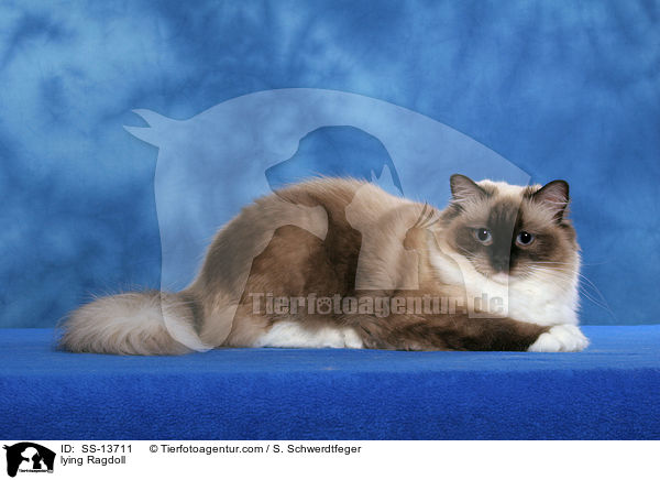 liegende Ragdoll / lying Ragdoll / SS-13711