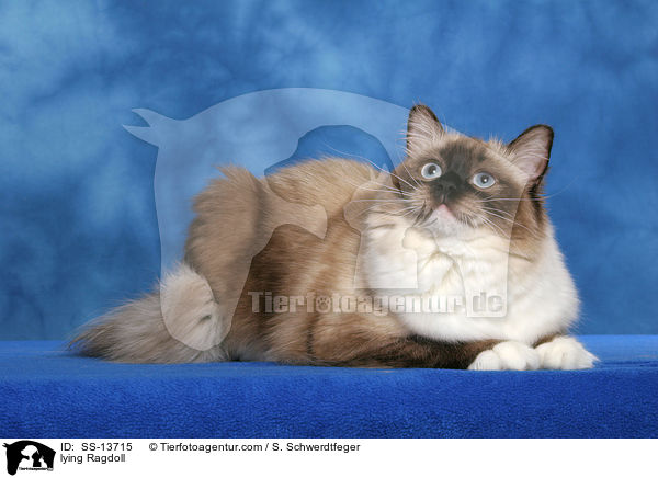 liegende Ragdoll / lying Ragdoll / SS-13715