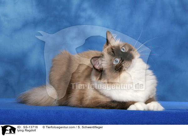 liegende Ragdoll / lying Ragdoll / SS-13716