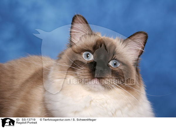 Ragdoll Portrait / Ragdoll Portrait / SS-13719