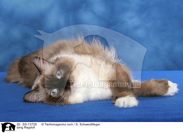 liegende Ragdoll / lying Ragdoll / SS-13726