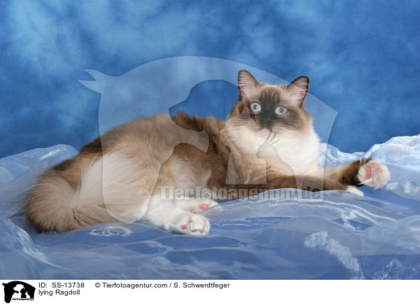 liegende Ragdoll / lying Ragdoll / SS-13738