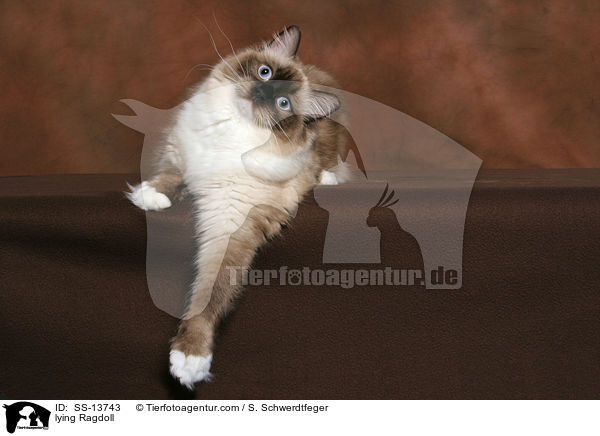 liegende Ragdoll / lying Ragdoll / SS-13743