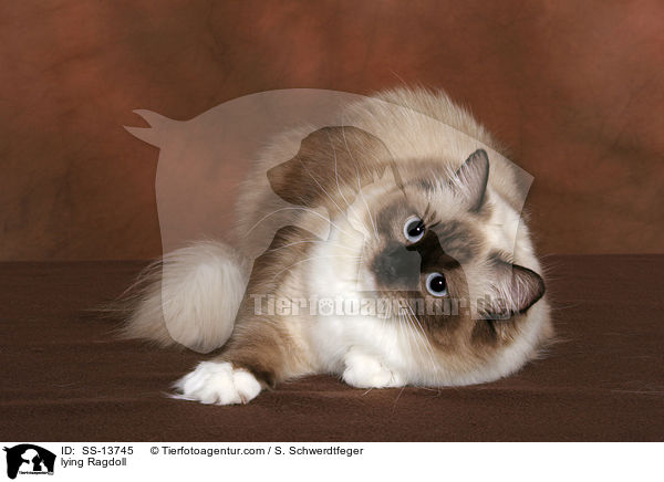 liegende Ragdoll / lying Ragdoll / SS-13745