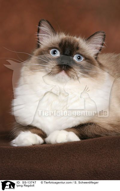 liegende Ragdoll / lying Ragdoll / SS-13747