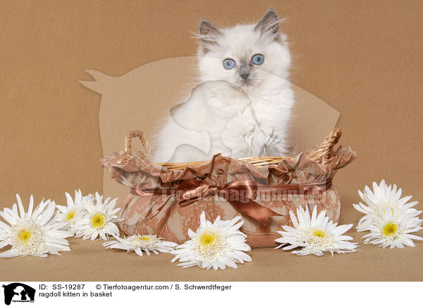 Ragdoll Ktzchen / ragdoll kitten / SS-19287