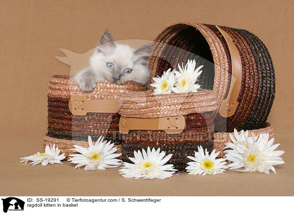 Ragdoll Ktzchen / ragdoll kitten / SS-19291