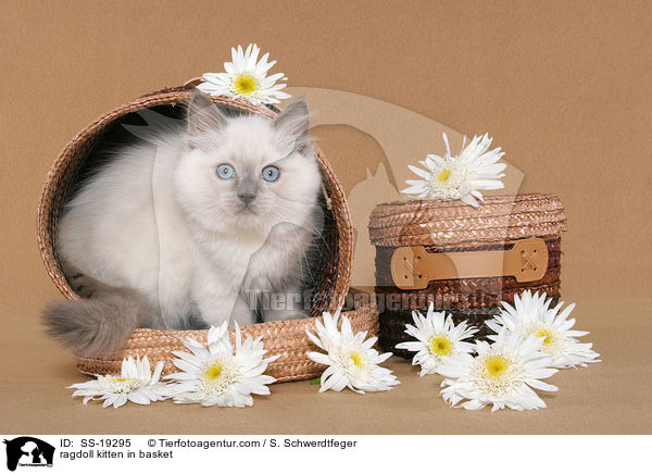 Ragdoll Ktzchen / ragdoll kitten / SS-19295