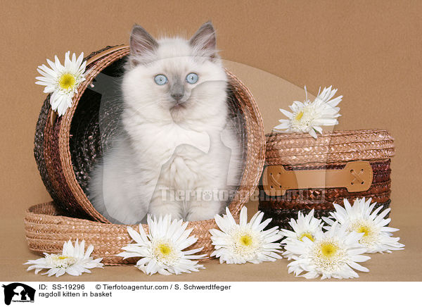 Ragdoll Ktzchen / ragdoll kitten / SS-19296