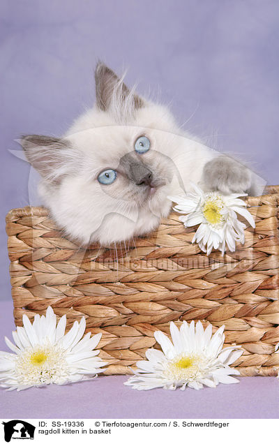 Ragdoll Ktzchen / ragdoll kitten / SS-19336