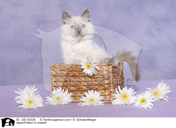 Ragdoll Ktzchen / ragdoll kitten / SS-19338