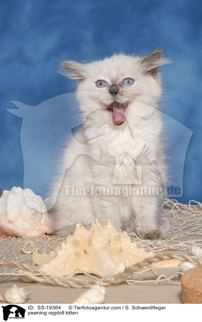 Ragdoll Ktzchen / ragdoll kitten / SS-19364