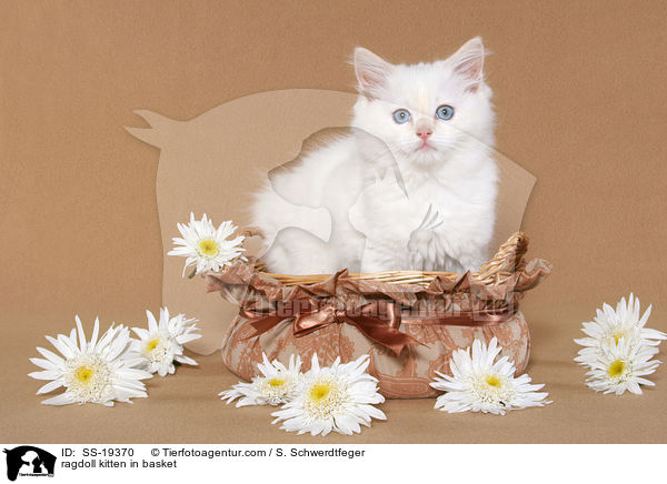 Ragdoll Ktzchen / ragdoll kitten / SS-19370