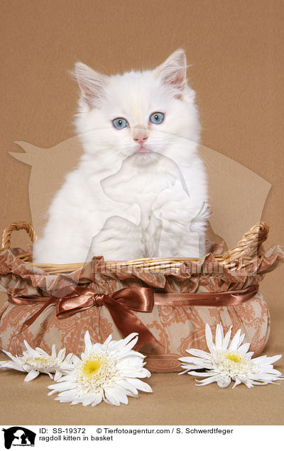 Ragdoll Ktzchen / ragdoll kitten / SS-19372
