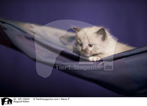 Ragdoll Ktzchen / Ragdoll Kitten / AP-10830