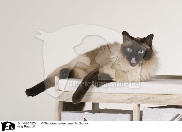 liegende Ragdoll / lying Ragdoll / NN-05274