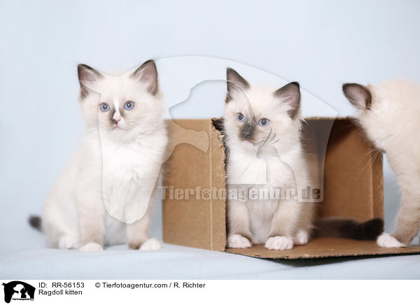 Ragdoll Ktzchen / Ragdoll kitten / RR-56153