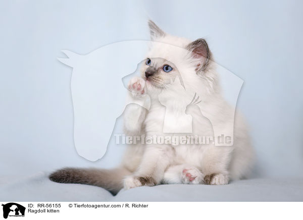 Ragdoll Ktzchen / Ragdoll kitten / RR-56155