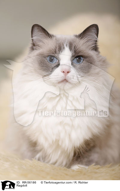 Ragdoll / Ragdoll / RR-56186