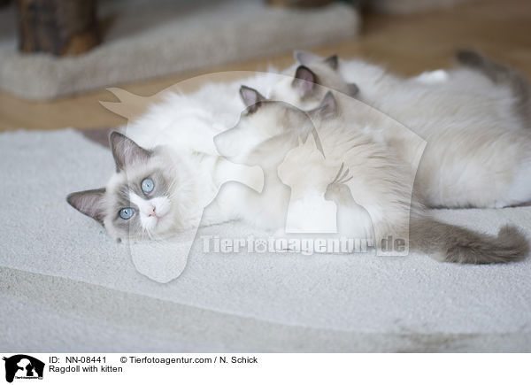 Ragdoll mit Jungen / Ragdoll with kitten / NN-08441