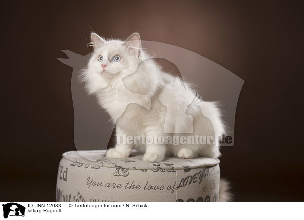 sitzende Ragdoll / sitting Ragdoll / NN-12083