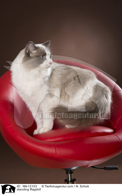 stehende Ragdoll / standing Ragdoll / NN-12103