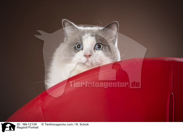 Ragdoll Portrait / Ragdoll Portrait / NN-12106