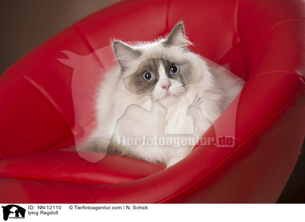 liegende Ragdoll / lying Ragdoll / NN-12110