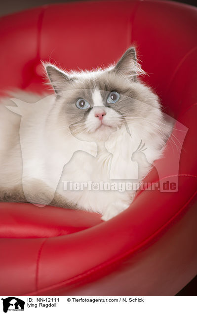 liegende Ragdoll / lying Ragdoll / NN-12111