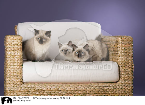 junge Ragdolls / young Ragdolls / NN-12122