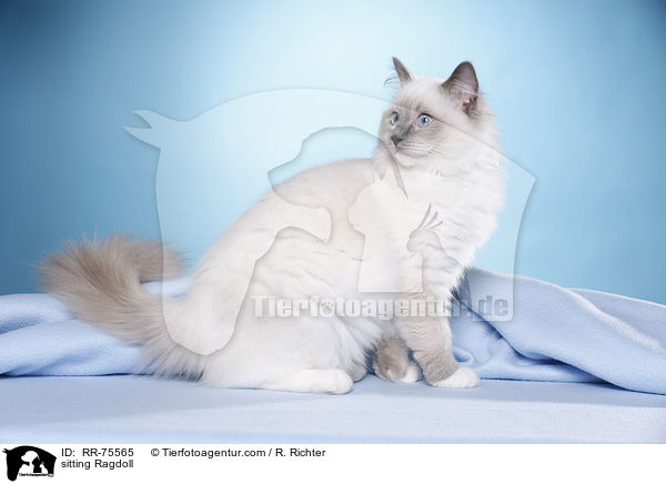 sitzende Ragdoll / sitting Ragdoll / RR-75565