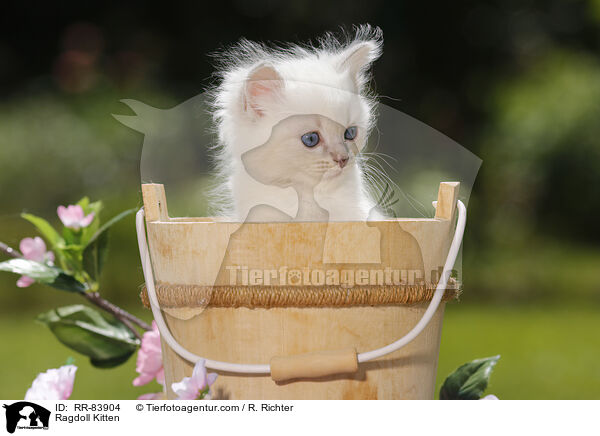 Ragdoll Ktzchen / Ragdoll Kitten / RR-83904
