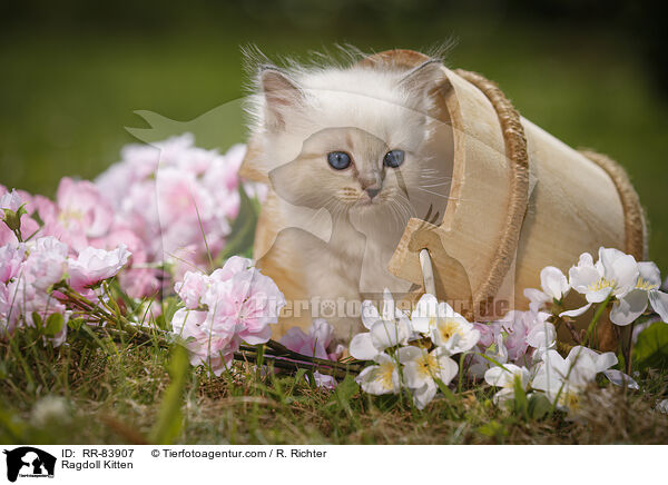 Ragdoll Ktzchen / Ragdoll Kitten / RR-83907