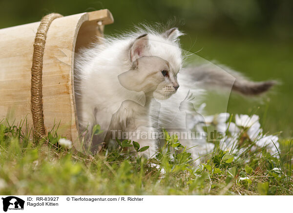 Ragdoll Ktzchen / Ragdoll Kitten / RR-83927