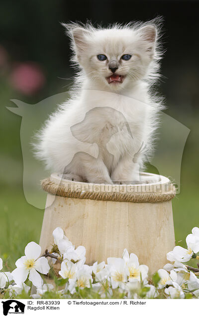 Ragdoll Ktzchen / Ragdoll Kitten / RR-83939