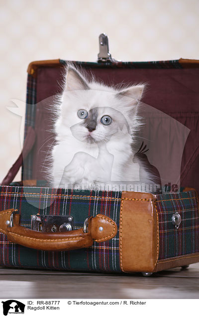 Ragdoll Ktzchen / Ragdoll Kitten / RR-88777