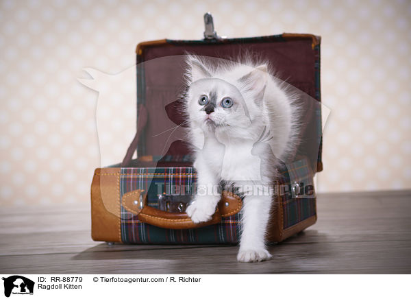 Ragdoll Ktzchen / Ragdoll Kitten / RR-88779