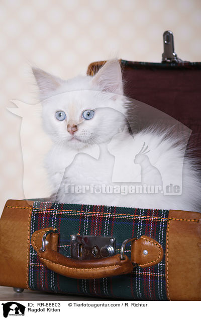 Ragdoll Ktzchen / Ragdoll Kitten / RR-88803