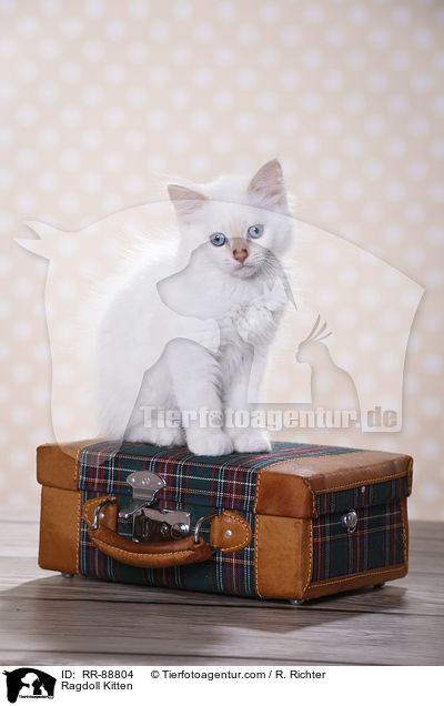 Ragdoll Ktzchen / Ragdoll Kitten / RR-88804