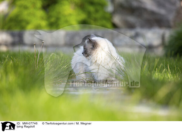 liegende Ragdoll / lying Ragdoll / MW-07746